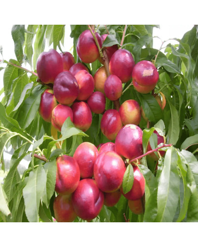 Нектарин ‘Лола’|Prunus persica var. nucipersica ‘Lola’|Нектарин ‘Лола’