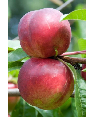 Нектарин колоновидний ‘Роман’|Prunus persica var. nucipersica ‘Roman’|Нектарин колоновидный ‘Роман’