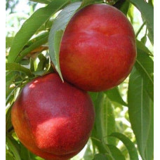 Нектарин колоновидний ‘Роман’|Prunus persica var. nucipersica ‘Roman’|Нектарин колоновидный ‘Роман’