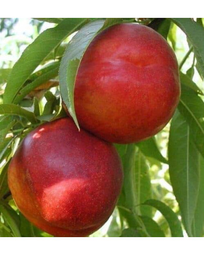 Нектарин колоновидний ‘Роман’|Prunus persica var. nucipersica ‘Roman’|Нектарин колоновидный ‘Роман’
