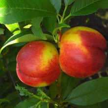 Нектарин колоновидний ‘Роман’|Prunus persica var. nucipersica ‘Roman’|Нектарин колоновидный ‘Роман’