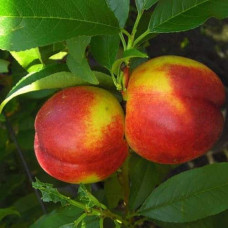 Нектарин колоновидний ‘Роман’|Prunus persica var. nucipersica ‘Roman’|Нектарин колоновидный ‘Роман’