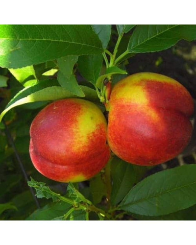 Нектарин колоновидний ‘Роман’|Prunus persica var. nucipersica ‘Roman’|Нектарин колоновидный ‘Роман’
