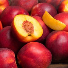 Нектарин колоновидний ‘Роман’|Prunus persica var. nucipersica ‘Roman’|Нектарин колоновидный ‘Роман’