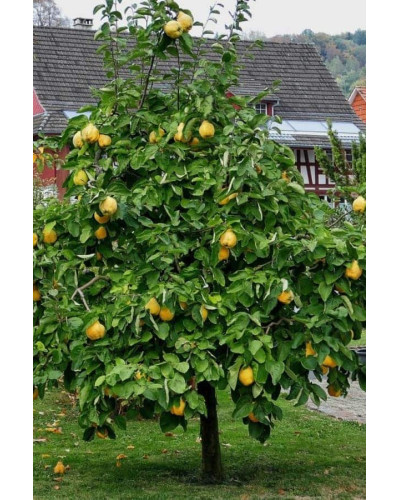 Айва яблуневидна Золотиста | Айва яблуневидная Золотистая | Cotonium malum Zolotysta
