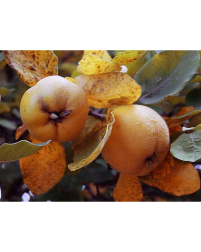 Айва яблуневидна Золотиста | Айва яблуневидная Золотистая | Cotonium malum Zolotysta