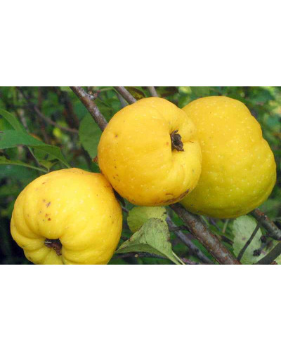 Айва яблуневидна Золотиста | Айва яблуневидная Золотистая | Cotonium malum Zolotysta