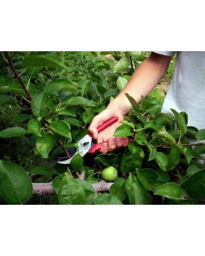 Айва яблуневидна Золотиста | Айва яблуневидная Золотистая | Cotonium malum Zolotysta
