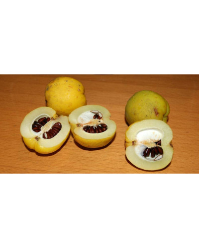 Айва яблуневидна Золотиста | Айва яблуневидная Золотистая | Cotonium malum Zolotysta