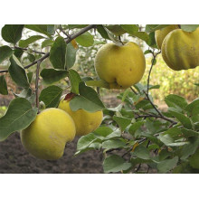 Айва яблуневидна Золотиста | Айва яблуневидная Золотистая | Cotonium malum Zolotysta