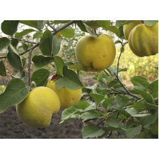 Айва яблуневидна Золотиста | Айва яблуневидная Золотистая | Cotonium malum Zolotysta
