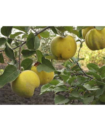 Айва яблуневидна Золотиста | Айва яблуневидная Золотистая | Cotonium malum Zolotysta