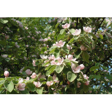 Айва яблуневидна Золотиста | Айва яблуневидная Золотистая | Cotonium malum Zolotysta