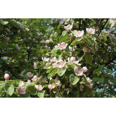 Айва яблуневидна Золотиста | Айва яблуневидная Золотистая | Cotonium malum Zolotysta