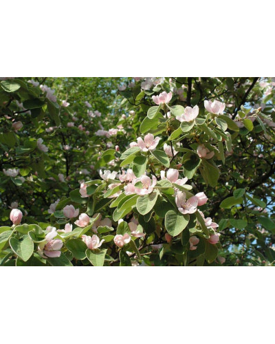 Айва яблуневидна Золотиста | Айва яблуневидная Золотистая | Cotonium malum Zolotysta