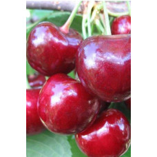 Вишня Любська | Prunus Lyubskaya | Вишня Любская