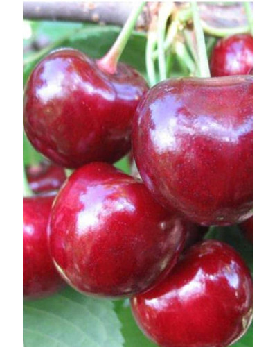 Вишня Любська | Prunus Lyubskaya | Вишня Любская