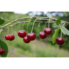 Вишня Любська | Prunus Lyubskaya | Вишня Любская