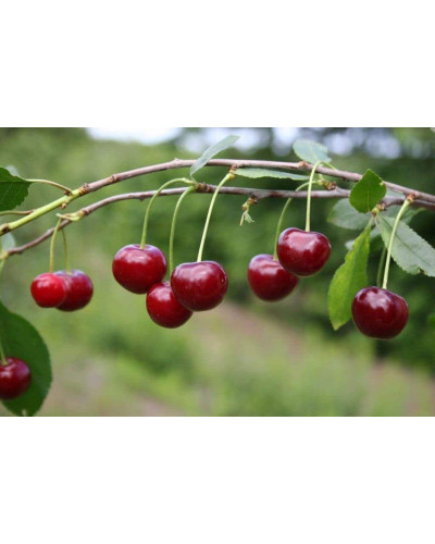 Вишня Любська | Prunus Lyubskaya | Вишня Любская