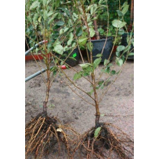 Вишня Любська | Prunus Lyubskaya | Вишня Любская