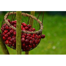Вишня Любська | Prunus Lyubskaya | Вишня Любская