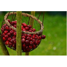 Вишня Любська | Prunus Lyubskaya | Вишня Любская