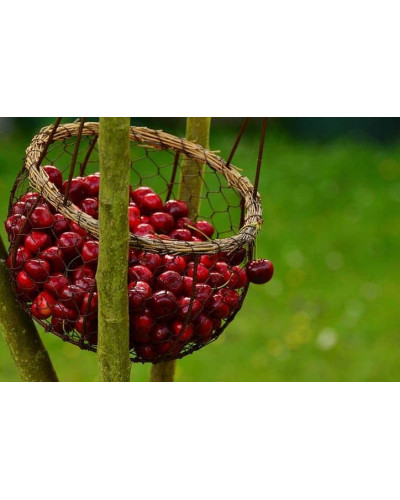 Вишня Любська | Prunus Lyubskaya | Вишня Любская