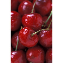 Вишня Любська | Prunus Lyubskaya | Вишня Любская