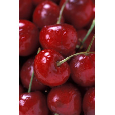 Вишня Любська | Prunus Lyubskaya | Вишня Любская