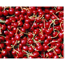 Вишня Любська | Prunus Lyubskaya | Вишня Любская