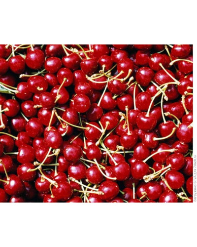 Вишня Любська | Prunus Lyubskaya | Вишня Любская