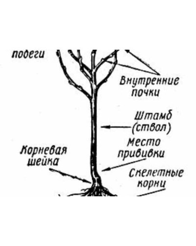 Вишня колоновидна Захват (рання) | Сolumnaria сerasus Vostorg| Вишня колоновидная Восторг (ранняя)