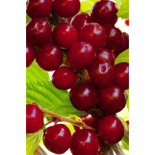 Вишня домашня Чудо-вишня / Чере-вишня (середня) | Prunus cerasus Cherry Miracle| Вишня домашняя Чудо-вишня / Чере-вишня (средняя)
