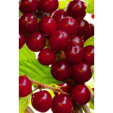Вишня домашня Чудо-вишня / Чере-вишня (середня) | Prunus cerasus Cherry Miracle| Вишня домашняя Чудо-вишня / Чере-вишня (средняя)