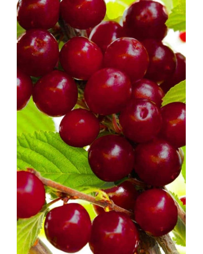 Вишня домашня Чудо-вишня / Чере-вишня (середня) | Prunus cerasus Cherry Miracle| Вишня домашняя Чудо-вишня / Чере-вишня (средняя)
