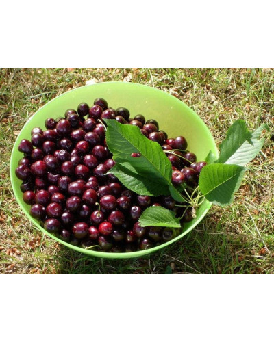 Вишня домашня Чудо-вишня / Чере-вишня (середня) | Prunus cerasus Cherry Miracle| Вишня домашняя Чудо-вишня / Чере-вишня (средняя)