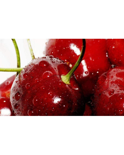 Вишня домашня Чудо-вишня / Чере-вишня (середня) | Prunus cerasus Cherry Miracle| Вишня домашняя Чудо-вишня / Чере-вишня (средняя)