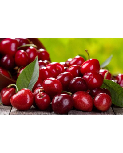 Вишня домашня Чудо-вишня / Чере-вишня (середня) | Prunus cerasus Cherry Miracle| Вишня домашняя Чудо-вишня / Чере-вишня (средняя)