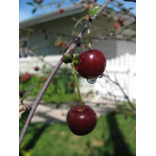 Вишня домашня Чудо-вишня / Чере-вишня (середня) | Prunus cerasus Cherry Miracle| Вишня домашняя Чудо-вишня / Чере-вишня (средняя)