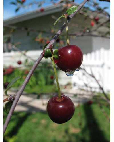 Вишня домашня Чудо-вишня / Чере-вишня (середня) | Prunus cerasus Cherry Miracle| Вишня домашняя Чудо-вишня / Чере-вишня (средняя)
