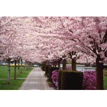 Вишня домашня Чудо-вишня / Чере-вишня (середня) | Prunus cerasus Cherry Miracle| Вишня домашняя Чудо-вишня / Чере-вишня (средняя)