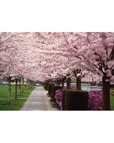 Вишня домашня Чудо-вишня / Чере-вишня (середня) | Prunus cerasus Cherry Miracle| Вишня домашняя Чудо-вишня / Чере-вишня (средняя)
