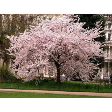 Вишня домашня Чудо-вишня / Чере-вишня (середня) | Prunus cerasus Cherry Miracle| Вишня домашняя Чудо-вишня / Чере-вишня (средняя)