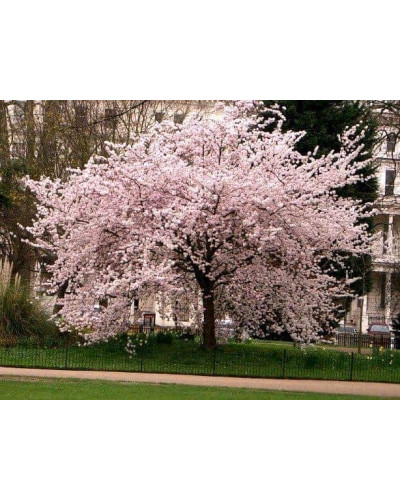 Вишня домашня Чудо-вишня / Чере-вишня (середня) | Prunus cerasus Cherry Miracle| Вишня домашняя Чудо-вишня / Чере-вишня (средняя)