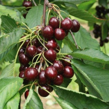 Вишня домашня Чудо-вишня / Чере-вишня (середня) | Prunus cerasus Cherry Miracle| Вишня домашняя Чудо-вишня / Чере-вишня (средняя)