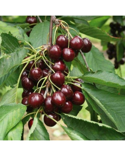 Вишня домашня Чудо-вишня / Чере-вишня (середня) | Prunus cerasus Cherry Miracle| Вишня домашняя Чудо-вишня / Чере-вишня (средняя)