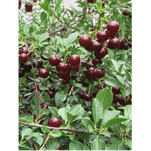 Вишня домашня Чудо-вишня / Чере-вишня (середня) | Prunus cerasus Cherry Miracle| Вишня домашняя Чудо-вишня / Чере-вишня (средняя)