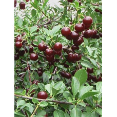 Вишня домашня Чудо-вишня / Чере-вишня (середня) | Prunus cerasus Cherry Miracle| Вишня домашняя Чудо-вишня / Чере-вишня (средняя)