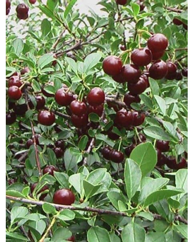 Вишня домашня Чудо-вишня / Чере-вишня (середня) | Prunus cerasus Cherry Miracle| Вишня домашняя Чудо-вишня / Чере-вишня (средняя)