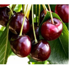 Вишня домашня Чудо-вишня / Чере-вишня (середня) | Prunus cerasus Cherry Miracle| Вишня домашняя Чудо-вишня / Чере-вишня (средняя)